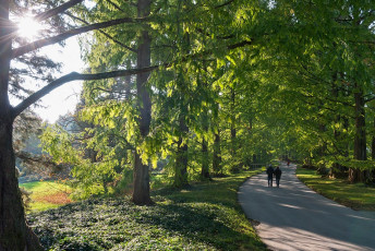 Mainau 1641-2015, Metasequoiaallee im Herbst
