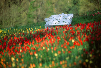 Mainau, Bank im Tulpenmeer QUER