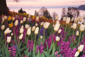 Mainau, Frühlingsstraße in der Morgendämmerung