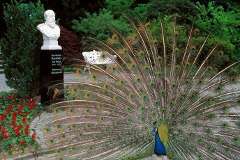 Mainau, Pfau an der Großherzog-Friedrich-Terrasse