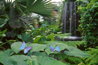 Mainau, Schmetterlingshaus QUER
