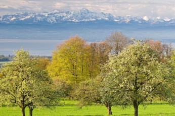 Markdorf 0305-2008, Obstblüte und Alpen vom Gehrenberg