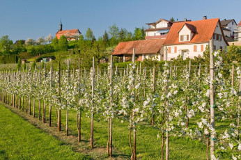 Markdorf 0452-2008, Riedheim