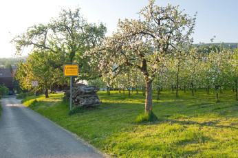 Markdorf 0458-2008, Blüte Ortseingang Leimbach