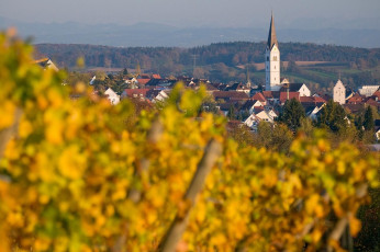 Markdorf 0659-2008, Bunte Weinberge und Ortskern