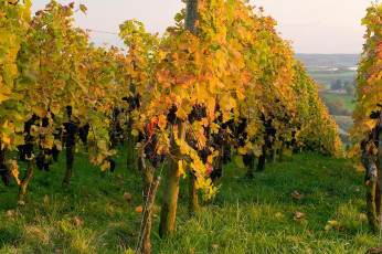 Markdorf 0693-2008, Bunter Weinberg und Säntis