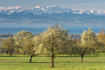 Markdorf 0718-2012, Obstblüte am Gehrenberg und Säntiskulisse