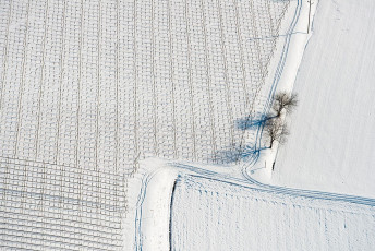 Markdorf 0726-2012, Luftaufnahme Obstplantage und Weg im Winter