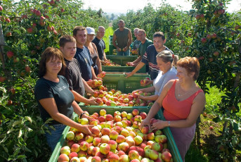Markdorf, Gruppenbild Apfelernte