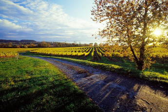 Maurach, Weinberge und See in der Abendsonne