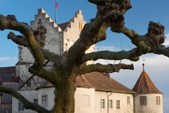 Meersburg 0802-2012, Platane vor der Burg