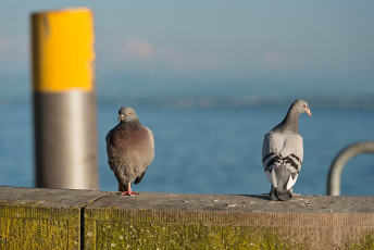Meersburg 1256-2013, Tauben und Dalbe an der Uferpromenade