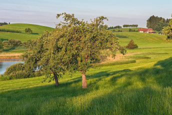 Neukirch 0006-2014, Streuobst am Sackweiher und Bauernhof