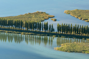 Reichenau 0518-2012, Luftaufnahme Dammstrasse mit Pappeln