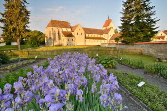 Reichenau 0599-2013, Schwertlilien im Garten des Klosters Mittel