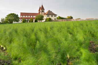 Reichenau 0677-2013, Fenchelfeld vor Kirche St Peter und Paul Ni