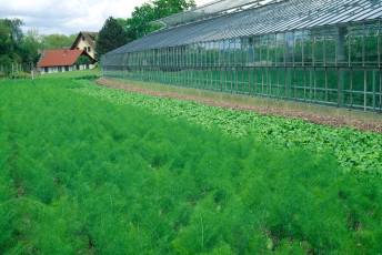 Reichenau, Feld mit Gewächshaus bei Unterzell