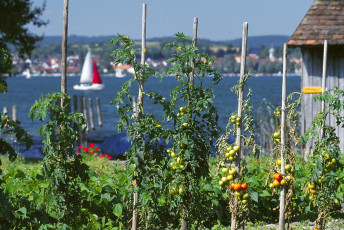 Reichenau, Tomatenfeld bei Mittelzell