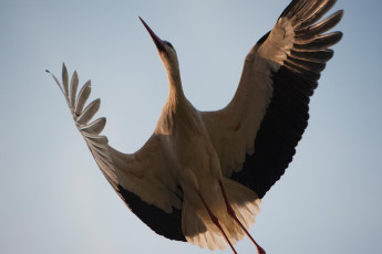 Salem 0017-2010, Fliegender Storch.NEF