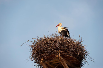Salem 0024-2010, Storchennest