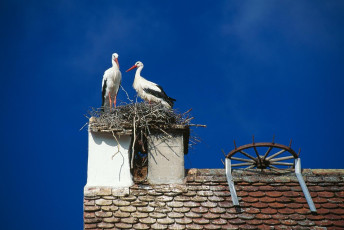 Salem, Storchennest