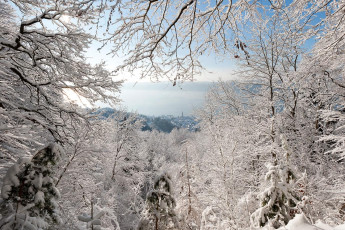 Sipplingen 0340-2010, Blick durch Winterwald auf Ort und See