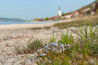 Sipplingen 0356-2011 PANO, Bodensee-Vergissmeinnicht und Dorfkir