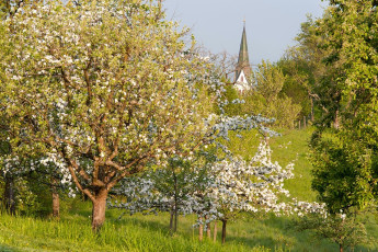 Sipplingen 0361-2011, Kirchturmspitze im Blütenmeer