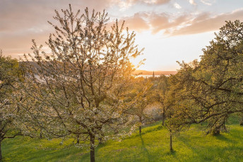 Sipplingen 0729-2014, Obstblüte am Sipplinger Berg bei Sonnenun