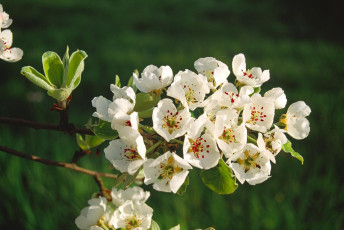 Sipplingen, Birnenblüte 02