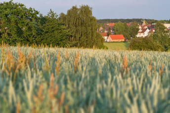 Stetten 0028-2014, Getreidefeld vor Ortskern mit Kirche