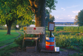 Triboltingen, Blumen zum Selber Schneiden
