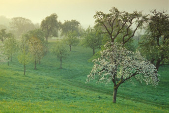 Überlingen, Hödingen, Blühende Streuobstwiese