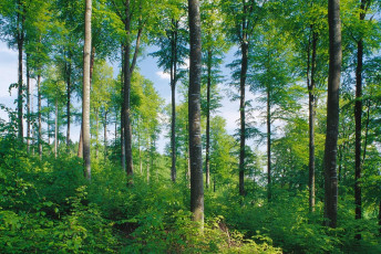 Überlingen, Höllwangen, Frühlingsgrün im Buchenwald