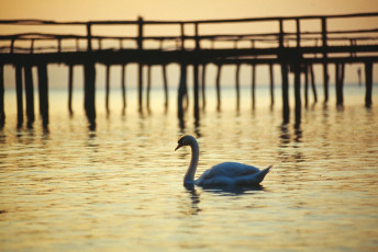 Unteruhldingen, Schwan vor Pfahbauten im Abendlicht