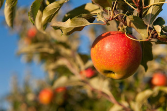Wasserburg 0244-2011, Reifer Apfel