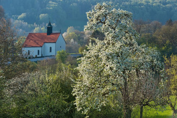 Öhningen 0060-2016, Friedhofskapelle St Jakobus und blühender