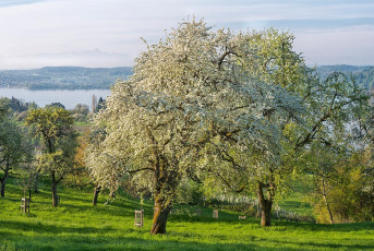 Hödingen 0166-2016, Bluehende Streuobstwiese und See