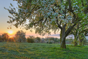 Horn 0118-2016 HDR, Gemaehte Streuobstwiese und Sonnenaufgang ue