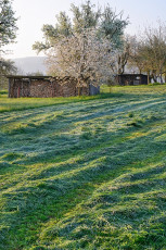 Horn 0129-2016, Erste Mahd auf Streuobstwiese mit Schuppen