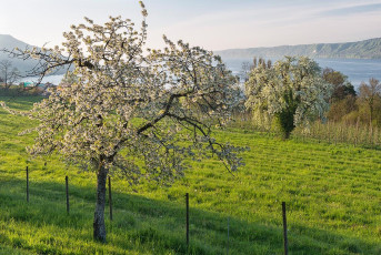 Ludwigshafen 0286-2016, Obstblüte und Überlinger See im Morgen