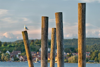 Reichenau 0835-2016, Moewe auf Dalben vor Mittelzell
