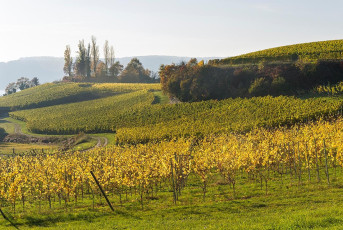 Überlingen 2065-2016, Weinberg Felsengarten an der Gletschermü