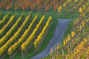 Überlingen 2092-2016, Weinberg Felsengarten im Herbst