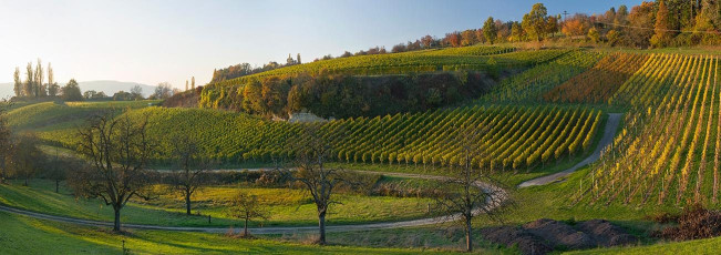 Überlingen 2093-2016 PANO 617, Weinberg Felsengarten an der Gle