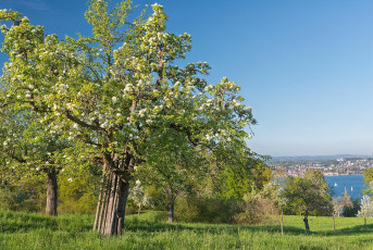 Wallhausen 0042-2016, Blühende Streuobstwiese und See