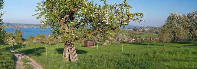 Wallhausen 0050-2016 PANO, Blühende Streuobstwiese und Blick au