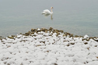 Kreuzlingen 0053-2017, Winterliches Seeufer und Schwan