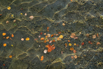 Bad Schachen 0056-2017, Herbstlaub im Wasser