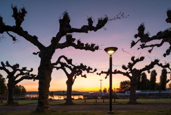Kreuzlingen 0105-2017, Platanen am Hafen in der Morgenroete